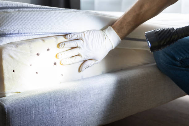 Best Cockroach Control Services  in San Angelo, TX