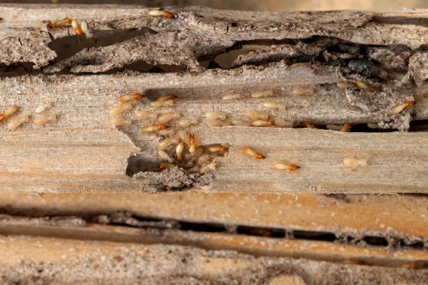 Best Pest Inspection Near Me  in San Angelo, TX