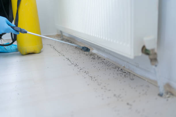 Best Affordable Pest Control Services  in San Angelo, TX