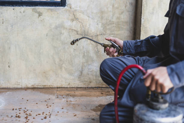 Trusted San Angelo, TX Pest Control Experts